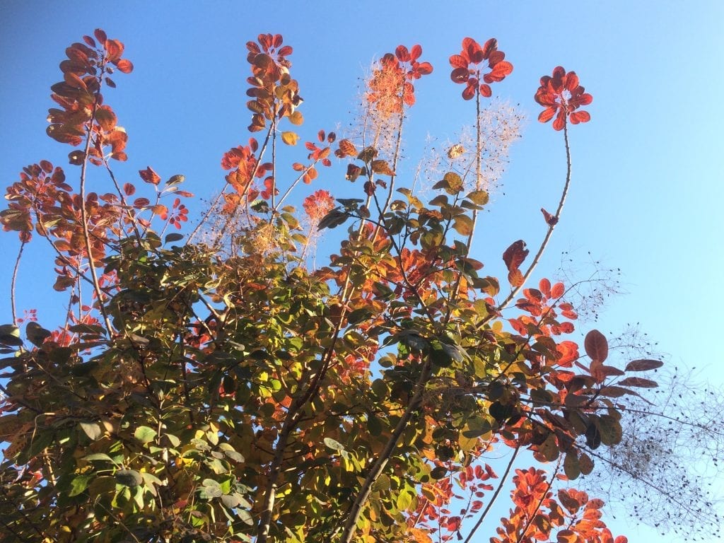 Top 10 best trees for small gardens Living Colour Gardens