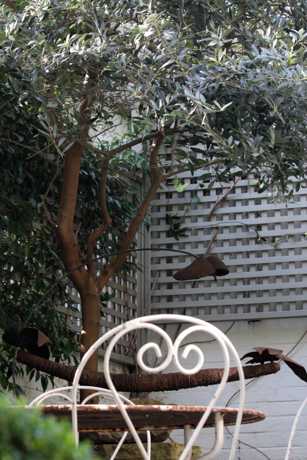 Top 10 best trees for small gardens Living Colour Gardens