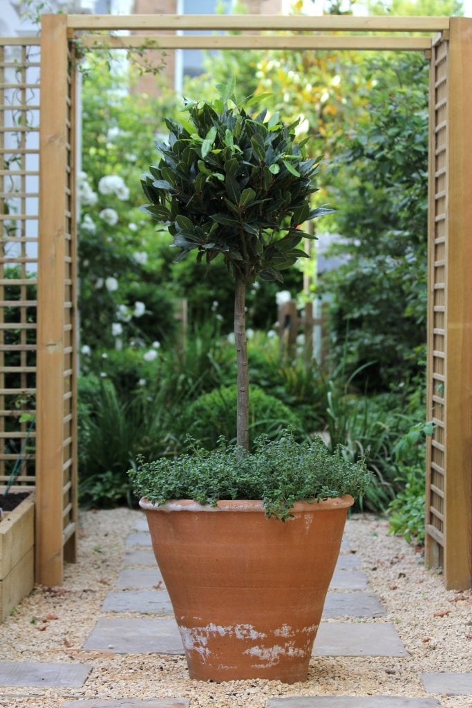 Top 10 best trees for small gardens Living Colour Gardens