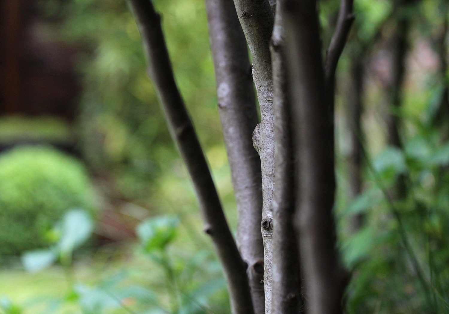 Top 10 best trees for small gardens Living Colour Gardens