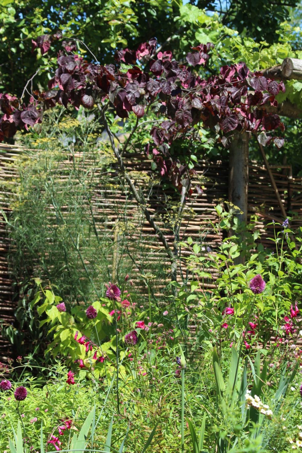 Top 10 best trees for small gardens Living Colour Gardens